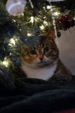 ChristmasCat.jpg