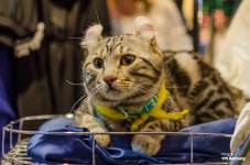 cat--bangsaen-3.jpg