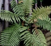 Fern.jpg