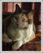 cat in the sun.jpg