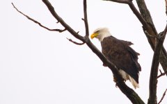Eagle1.jpg