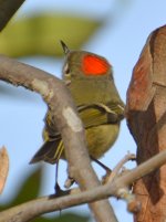 GreenBird2.jpg