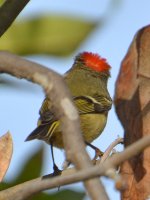GreenBird.jpg