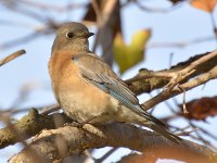 Bluebird2.jpg