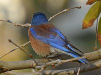 Bluebird3.jpg