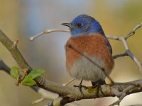 Bluebird6.jpg