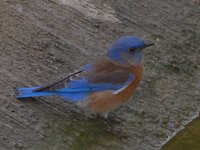 Bluebird7.jpg