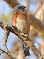 Bluebird9.jpg