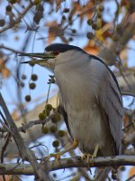 BlackHeron.jpg