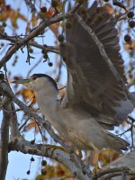 BlackHeron2.jpg
