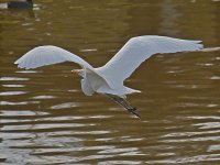 Egret4.jpg