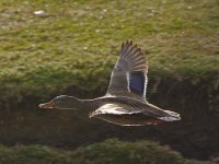 Mallard.jpg