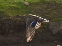 Mallard2.jpg