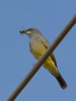 YellowFinch2.jpg