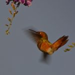 Hummer6.jpg