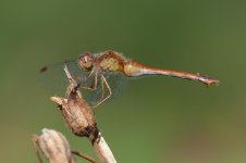 DSC_140.jpg