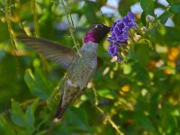 Hummer7.jpg