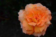 DSC_6569.jpg