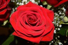 Rose.jpg