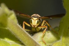 Yellow Jacket  01.jpg