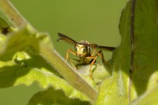 Yellow Jacket  03.jpg