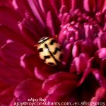 ESC_7087a.jpg