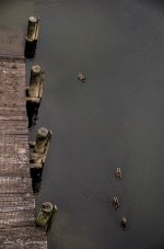 Ducks in a row.jpg