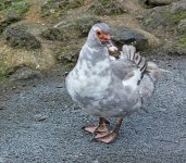 DSC_0271.jpg