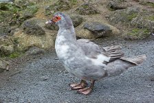 DSC_0272.jpg