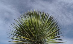 yucca-sym-chalA.jpg