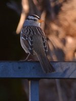 Finch3.jpg