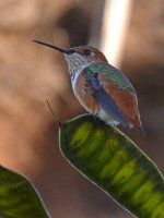 Hummer.jpg