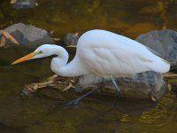 Egret.jpg