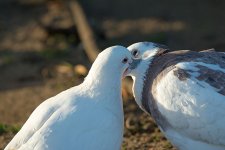 DSC_1296.jpg