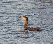 DSC_1274.jpg