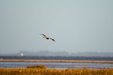 DSC_1250.jpg