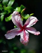 Bethesda Winter Blooms  1.jpg