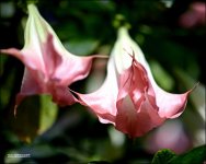 Bethesda Winter Blooms  3.jpg