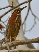 GreenHeron.jpg