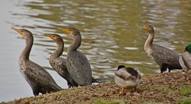Cormorrants.jpg