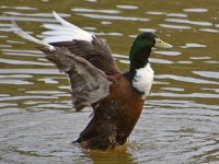 Mallard2.jpg