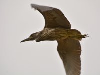 Heron.jpg
