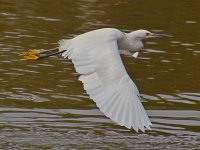 Egret2.jpg