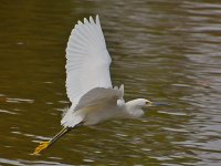Egret3.jpg