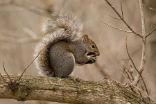 Grey squirrel with walnut 2014-12-10 1_edited-1.jpg