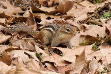 Chipmunk 2014-12-10 a.jpg