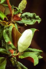 NEW_4330_webshot.jpg