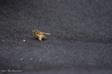 Bee at 300mm.jpg