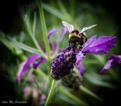 Bumble bee at 300mm.jpg
