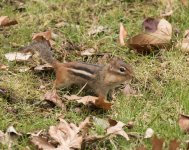 Chipmunk 2014-12-10 B.jpg